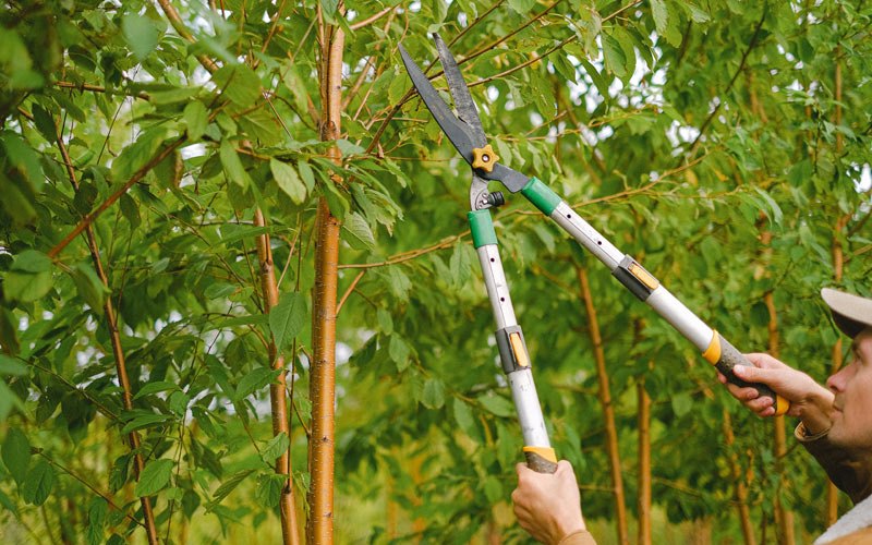 Tree trimming in Koosharem, UT